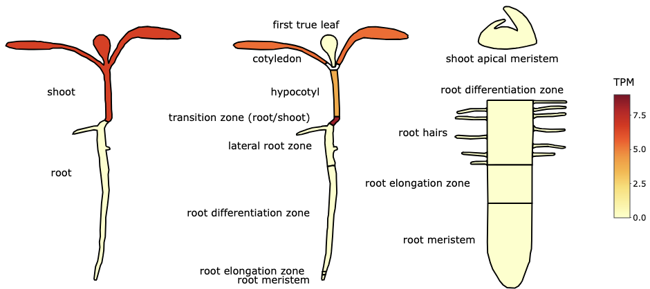 Lettuce Expression Browser